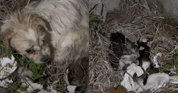 Mama Dog’s Devotion to Her Puppies Gave Rescuers the Strength to Keep Fighting