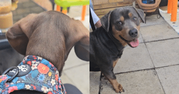This Rottweiler-Dachshund Mix Puppy From a Surprise Litter Is Truly One of a Kind