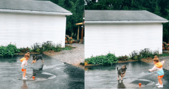 German Shepherd Puppy Keeps Toddler Laughing With Every Bouncy Step