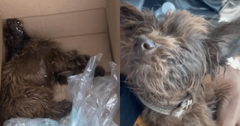 Rescuers Step In After Ill Dog Is Left Alone to Die in a Box