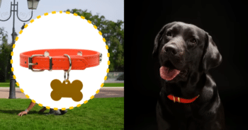 Red Collars and Leashes: A Simple Signal With an Important Safety Message