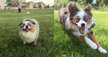 This Dog’s Cheese Obsession Is Equal Parts Relatable and Adorable