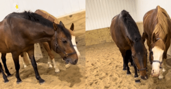 Former Grand Prix Horse Plays Like a Foal With His Best Buddy and Their Stick