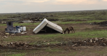 Pit Bull Endures Over a Year Alone in Orchard Before Rescuer Brings Her to Safety
