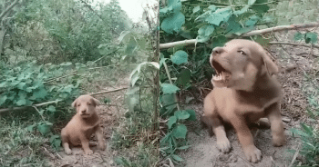 This Puppy’s Cries Echoed Through the Forest—Now He’s Surrounded by Love