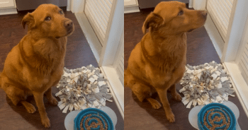 With Bowed Head and Full Heart, This Dog Gives Prayer and Thanks at Every Meal