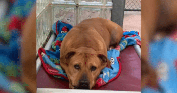 Abused and Overlooked, This Pit Bull Has Spent Three Years Waiting for Love