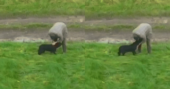Drone Search Ends in Joyful Reunion Between Blind Dog and Her Human