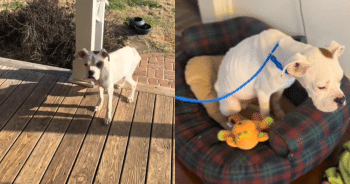 From Desperate to Loved: Boxer Puppy’s Rescue Begins at a Front Door