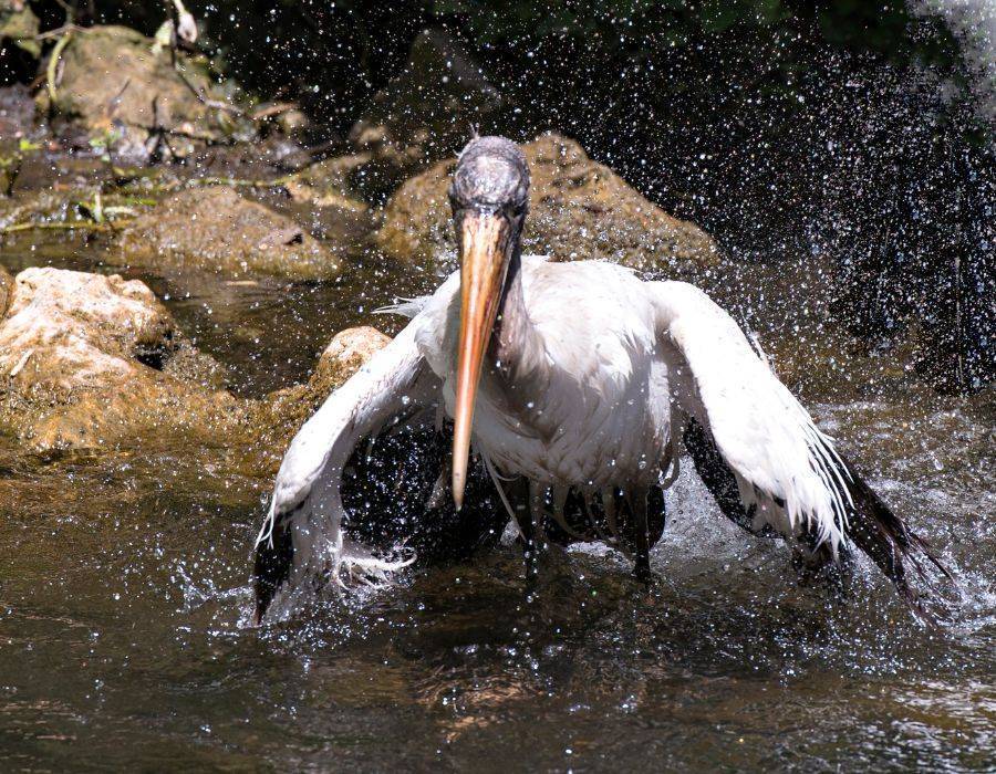 Sacred Paradox: When Life’s Messenger Dies – The Spiritual Journey of Encountering a Dead Stork