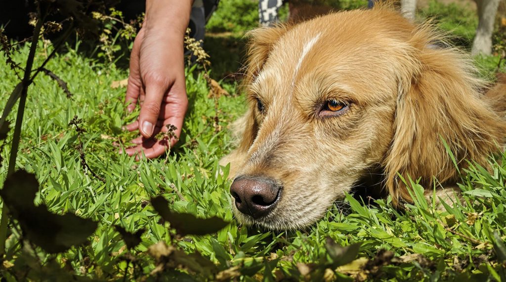 Emerging Zoonotic Diseases: What Veterinarians Need to Know