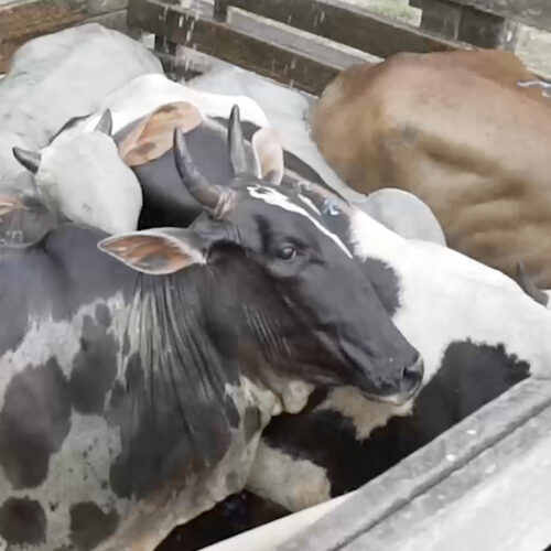 No way out: The pregnant cow who was slaughtered anyway