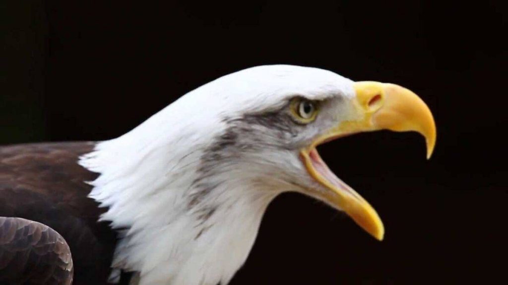 The Fallen King of the Sky: What a Dead Eagle Means for Your Spiritual Awakening