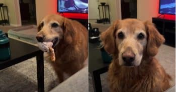 Smart Golden Retriever Trades Tricks for Tasty Bites from Mom