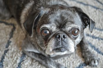 8 Signs Your Dog Is Aging Faster Than They Should (and How to Help)