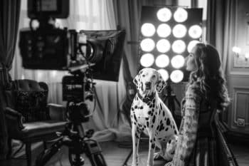 13 Dog Breeds That Would Have Made Great Characters in a Black-and-White Movie