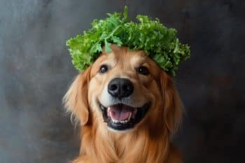 7 Brain-Boosting Ingredients for Senior Dogs