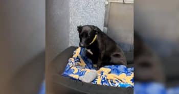 Returned After Just 3-Days, This Shelter Dog’s Sadness Is Hard to Watch