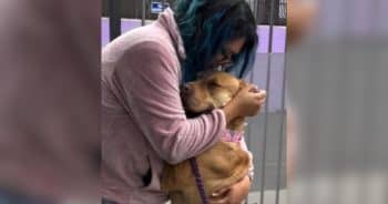 California Rescuer Wraps Dog in a Hug, and His Walls Just Fall Away