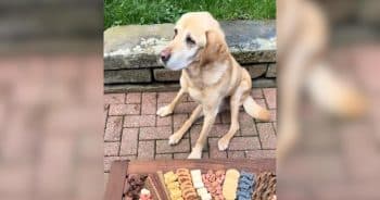 They Went All Out for Zeus’s 16th Birthday, and He Loved Every Bite