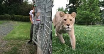 She Lost Them Once. Seeing Her Lions Again Brought Everything Back