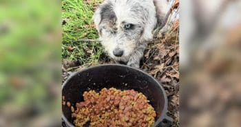 A Ditch, a Lonely Pup, and a Surprise They Never Expected