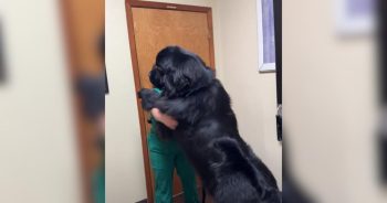 This Sweet Newfoundland’s Hug Just About Swallowed the Vet Whole