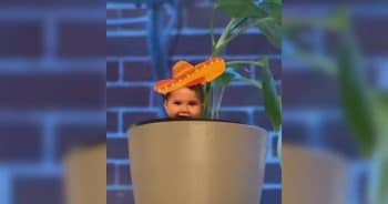 Grandma’s Cat Kept Attacking Her Plants, So She Got a Bit Crafty