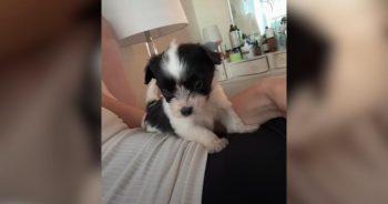 From Sidewalk Rescue to Online Star, This Pup’s Story Is Pure Heart