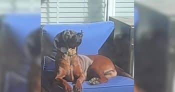 She Wasn’t Expecting This Moment with Her Dog to Be So Special