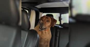 One Look From Her Dog Made Her Rethink the Entire Hike