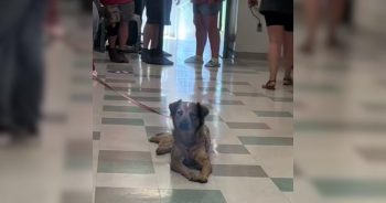 Rescued From a High-Risk Shelter, This Pup Finally Gets to Celebrate