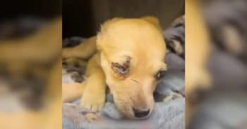 His Injuries Were Serious, But So Was the Love That Saved Him