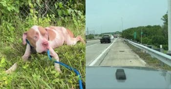 A Busy Highway, a Still Figure, and One Woman Who Decided to Stop