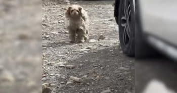 She Was Headed Out of Town, But a Dog in Need Stopped Her Cold