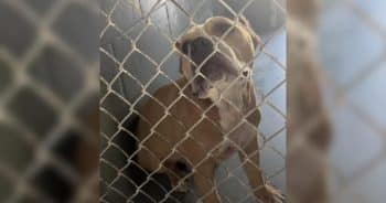 Rescued Dog’s Transformation Highlights Power of Second Chances