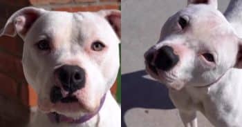 Shelter Pup’s ‘Routine’ of Waiting by the Gate Ends with a Forever Home