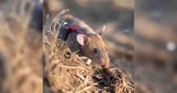 Cambodian Hero Rat Sets Record While Saving Lives on the Ground