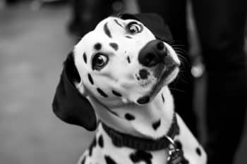 15 Dog Breeds That Made Life Sweeter in the Pre-Digital Age