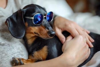 Top 15 Dog Breeds That Were Family Before That Was A Marketing Slogan