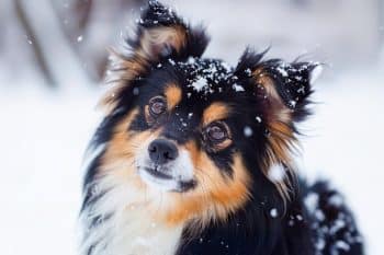 Top 15 Breathtaking Dog Breeds That Look Like They Came From a Dream