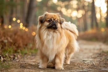 The Ultimate 15 Dog Breeds That Were Considered Magical in Ancient Folklore