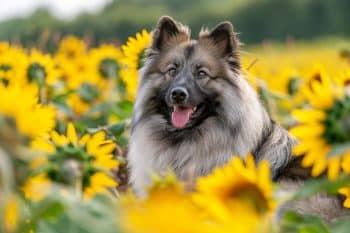 15 Dog Breeds That Look Like They Walked Straight Out of a Fantasy Realm