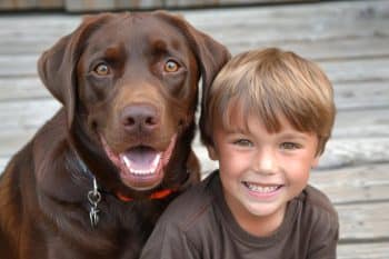 The Ultimate 11 Dog Breeds That Were the Original Baby Monitors