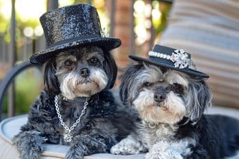 13 Small Dog Breeds That Were Once Luxury Pets Of The Elite