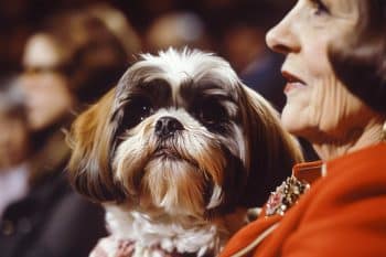 13 Dog Breeds That Ruled the Early 2000s