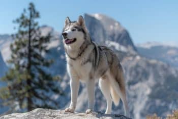 13 Dog Breeds That Would Have Been Feared & Revered In Ancient Mythology