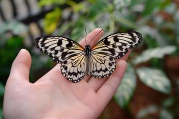 11 Signs Your Dog Is Still Loving You from the Rainbow Bridge