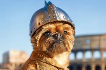 Top 11 Small But Fearless Dog Breeds That Would Have Fought Alongside Knights