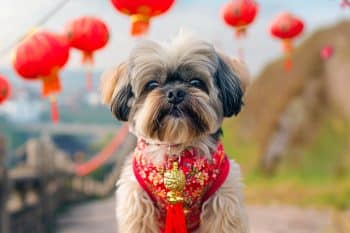 11 Dog Breeds That Were Symbols Of Good Luck In Different Cultures